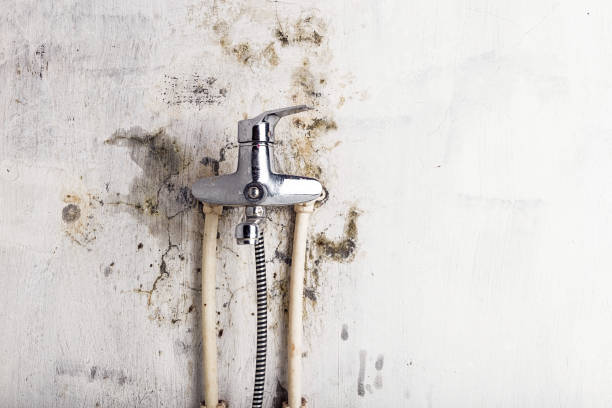 Shepherd, MI Mold Removal Pros