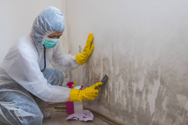 Best Best Mold Removal Companies  in Shepherd, MI