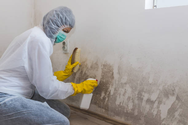 Best Toxic Mold Removal  in Shepherd, MI