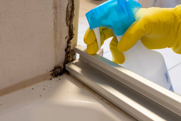Best Mold Removal Process  in Shepherd, MI