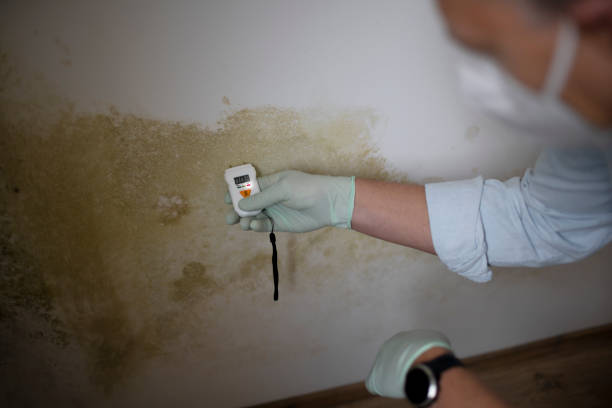 Crawl Space Mold Removal in Shepherd, MI
