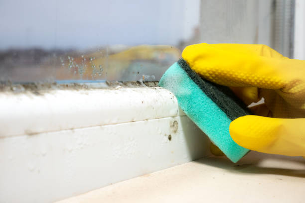 Best Black Mold Removal  in Shepherd, MI