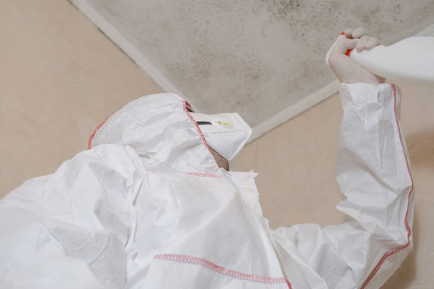 Best Mold Damage Repair  in Shepherd, MI