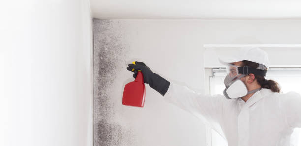 Best Local Mold Removal Service  in Shepherd, MI