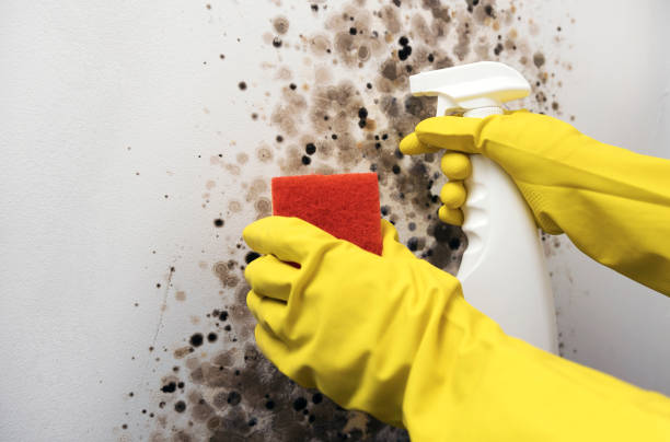 Best Certified Mold Removal  in Shepherd, MI