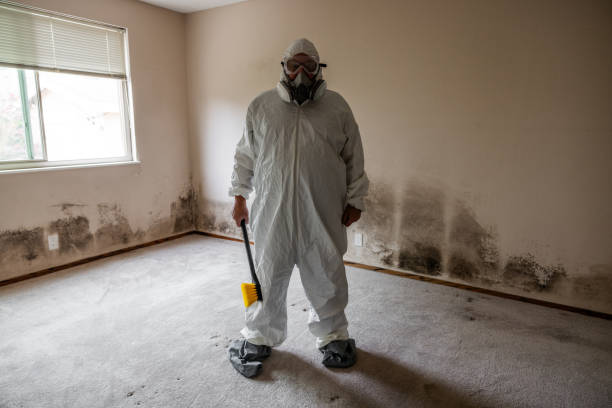 Best Attic Mold Removal  in Shepherd, MI
