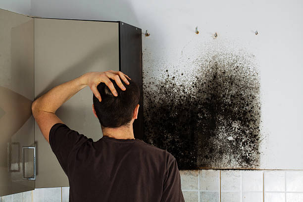 Best Mold Remediation  in Shepherd, MI