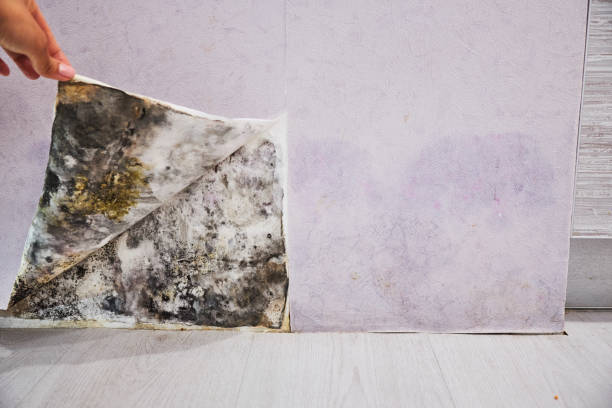 Best Certified Mold Removal  in Shepherd, MI
